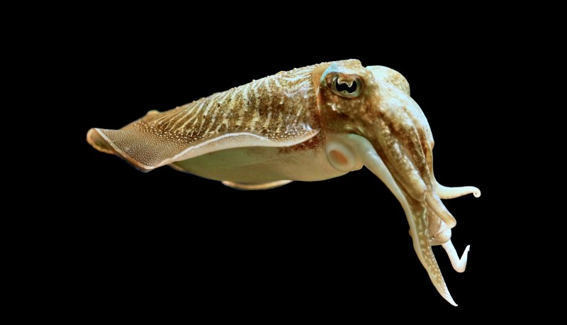 Морская каракатица