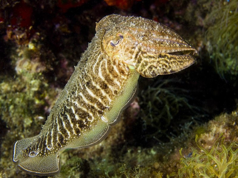 Sepia SP