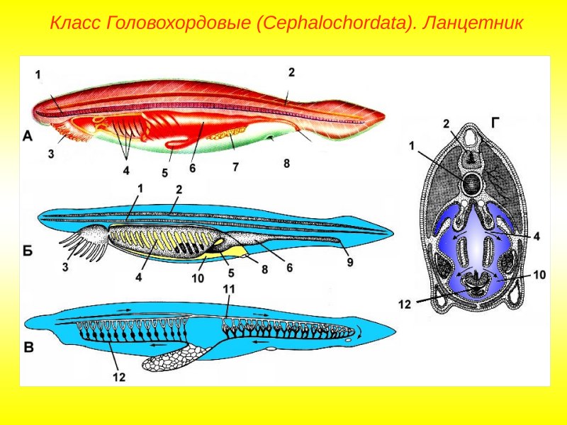 Головохордоаый ланцетник