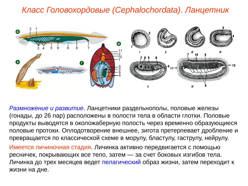 Внешний вид Речной миноги