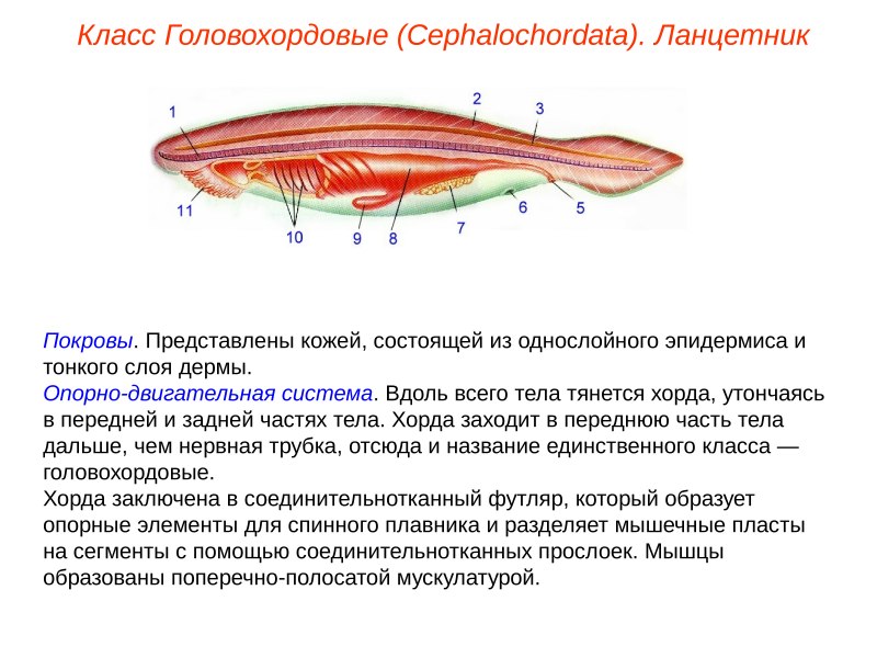 Анатомия миксины