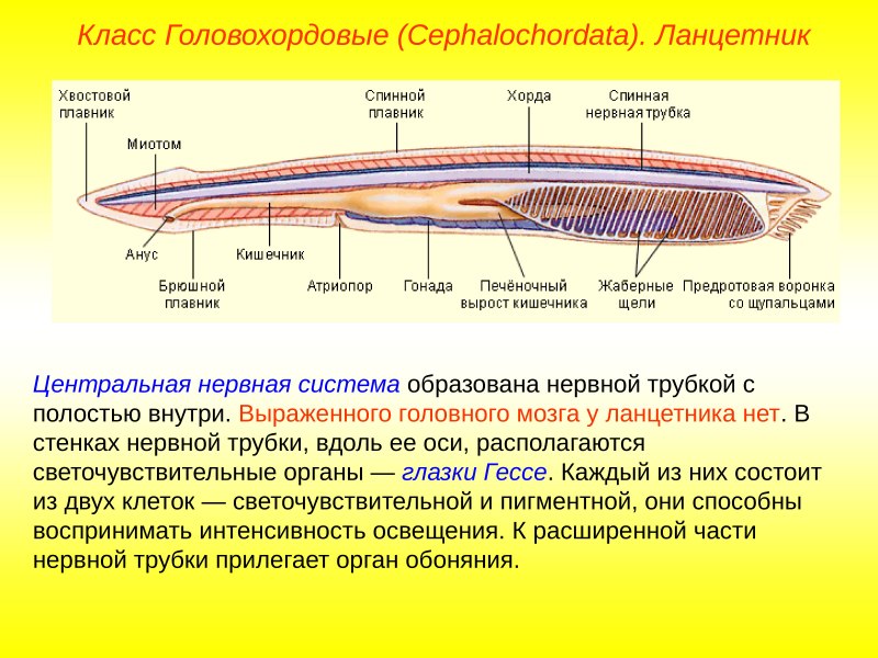 Юннанозун Yunnanozoon