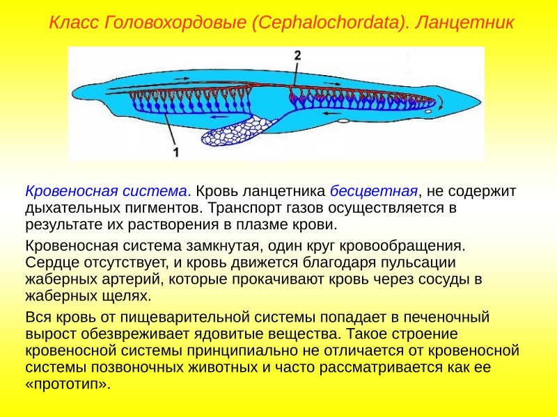 Бесчерепные Головохордовые