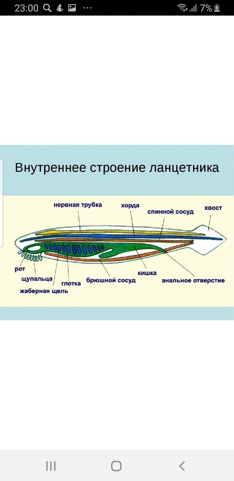 Ямка Келликера у ланцетника