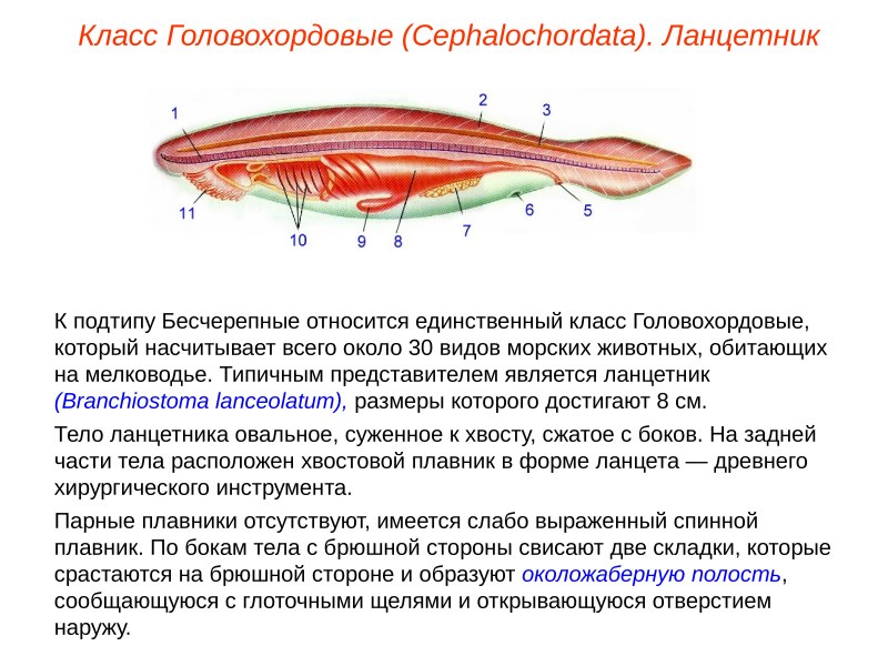 Гонады у ланцетника