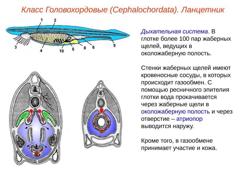 Будова ланцетника