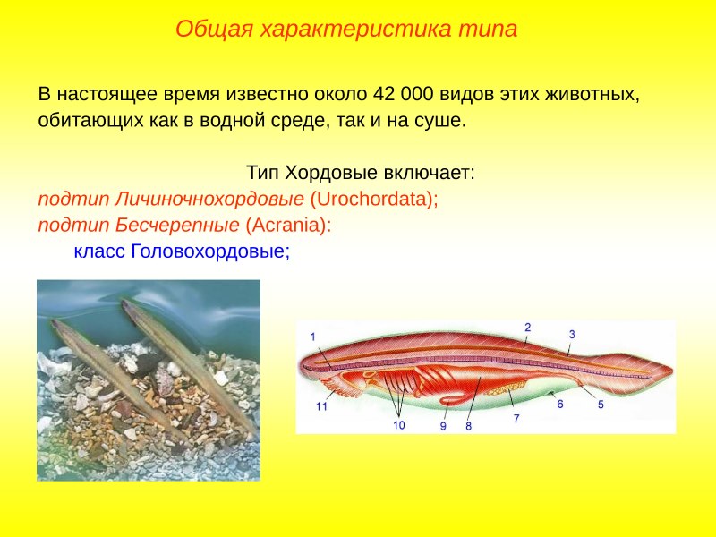 Модель ланцетника