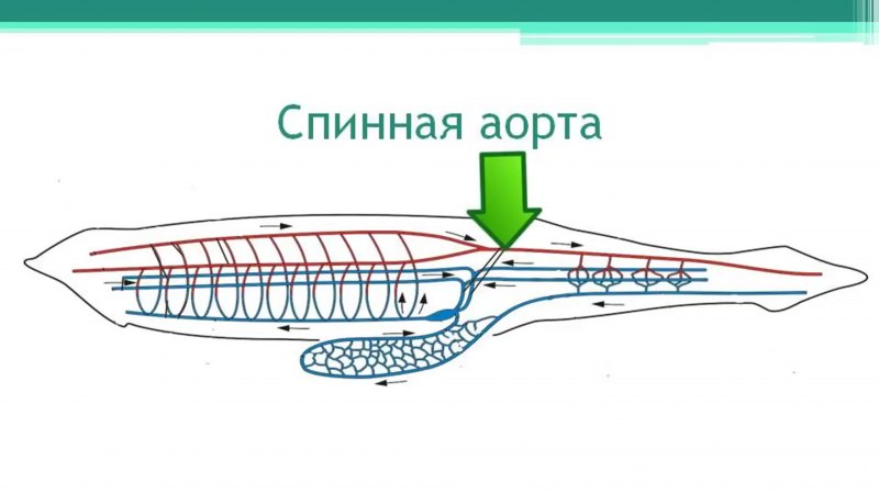 Схема строения ланцетника