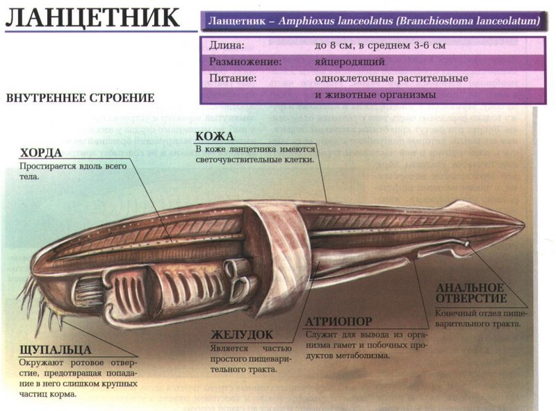Ширина тела Ланцетники