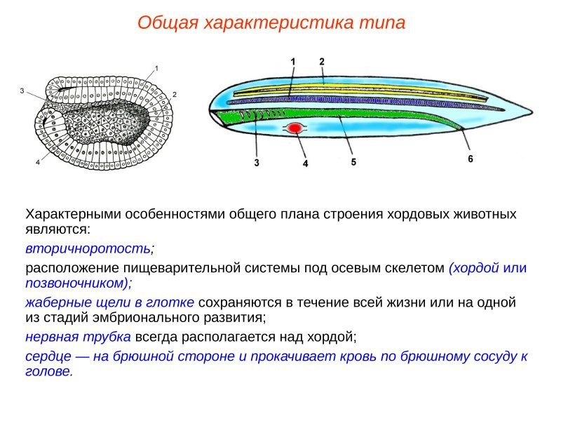 Ланцетник калифорнийский Тип питания
