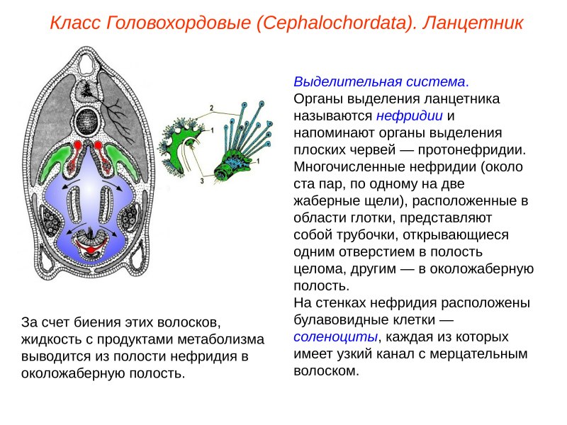 Ланцетник глаза Гессе