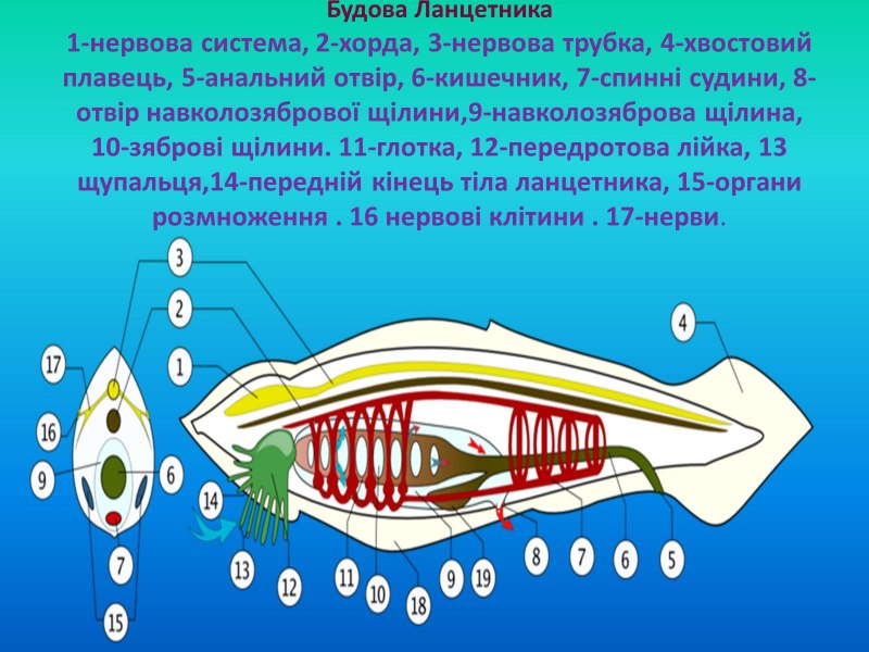 Модель ланцетника