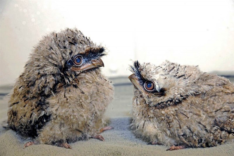 Козодой (Caprimulgus europaeus)