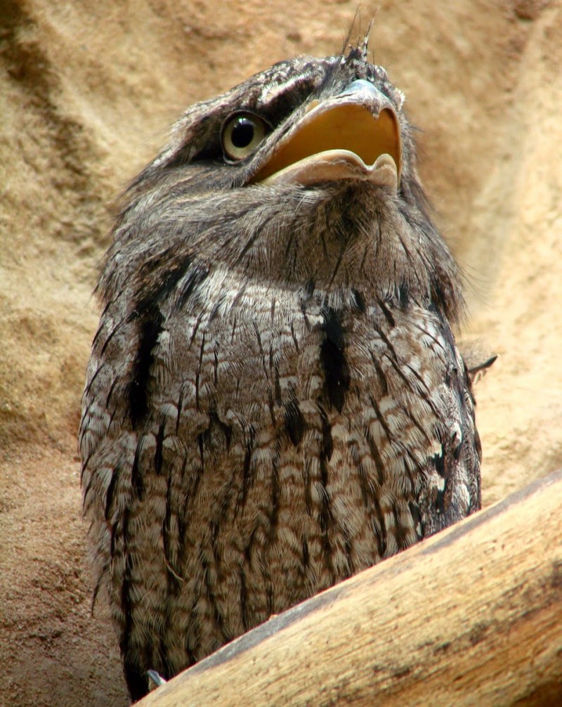 Исполинские лягушкороты (Podargus strigoides).