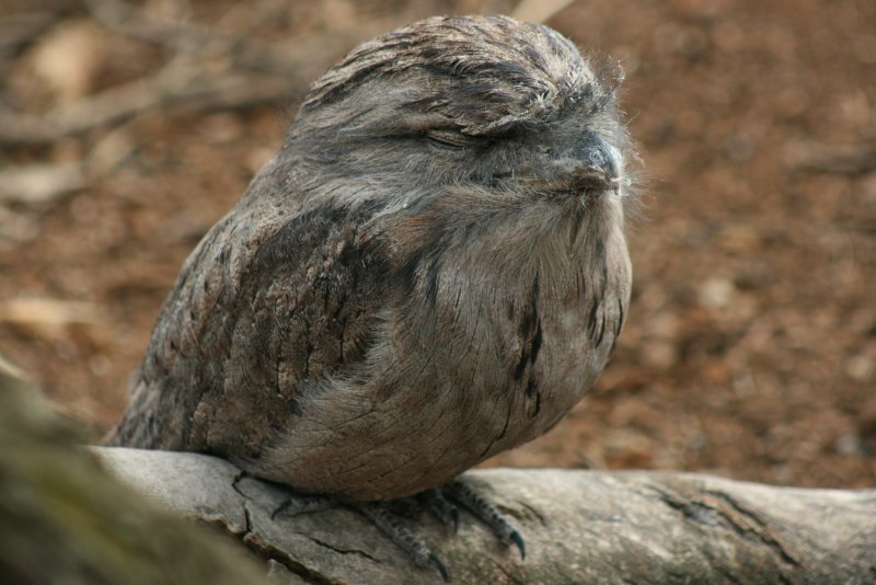 Австралийский Белоног (Podargus)