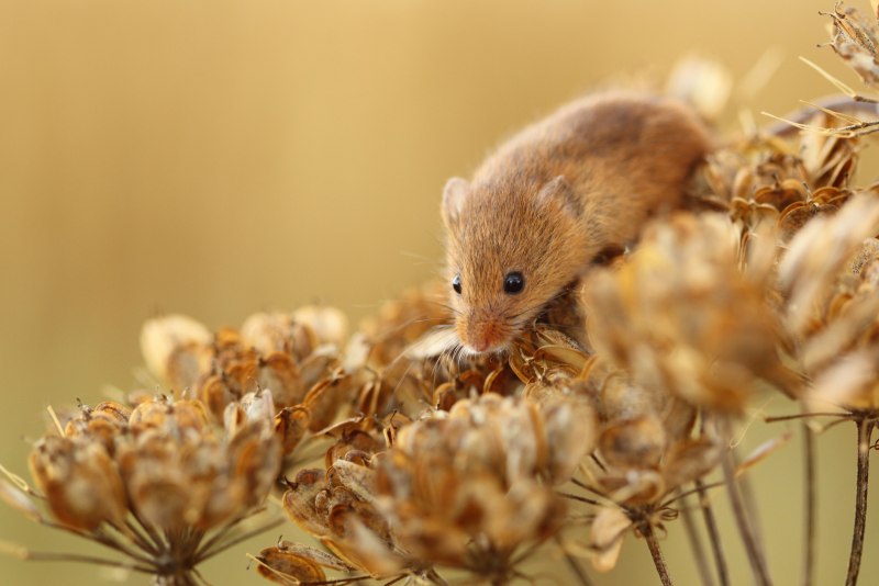 Желтогорлая мышь Apodemus flavicollis