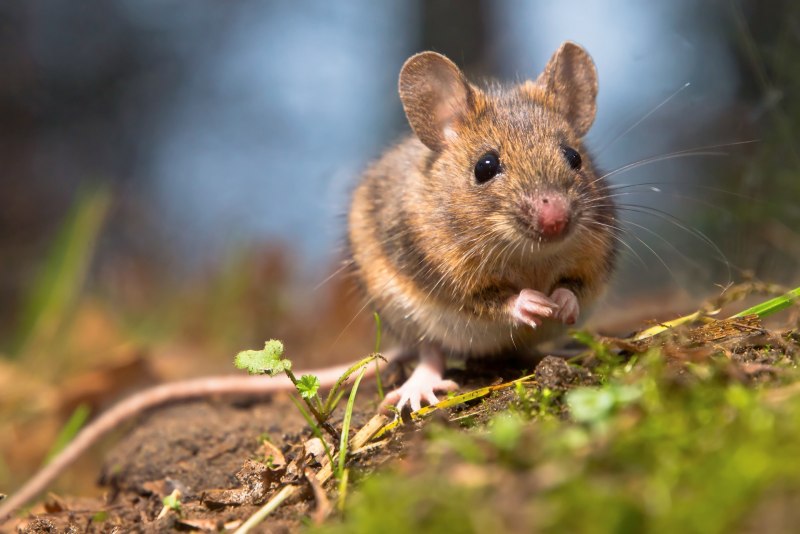 Мышь-Малютка (лат. Micromys minutus)