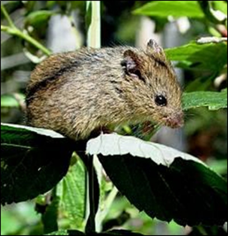 Мышь домовая (mus musculus l.