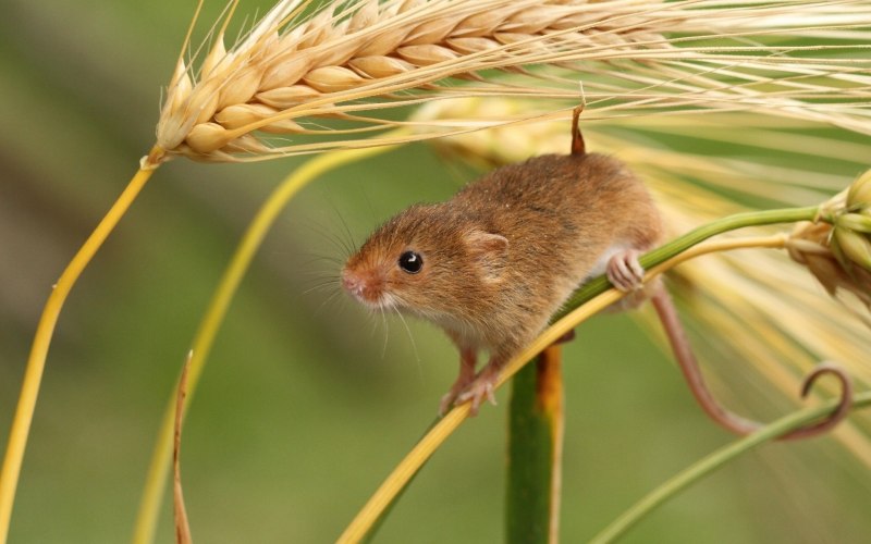 Rattus Rattus чёрная крыса