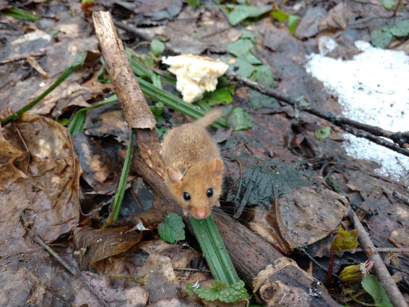 Mus musculus домовая мышь траве