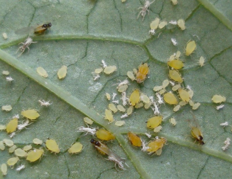 Бахчевая (хлопковая) тля (Aphis gossypii Glov.)