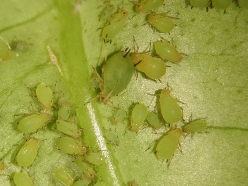 Тля Гороховая (Acyrthosiphon Pisum