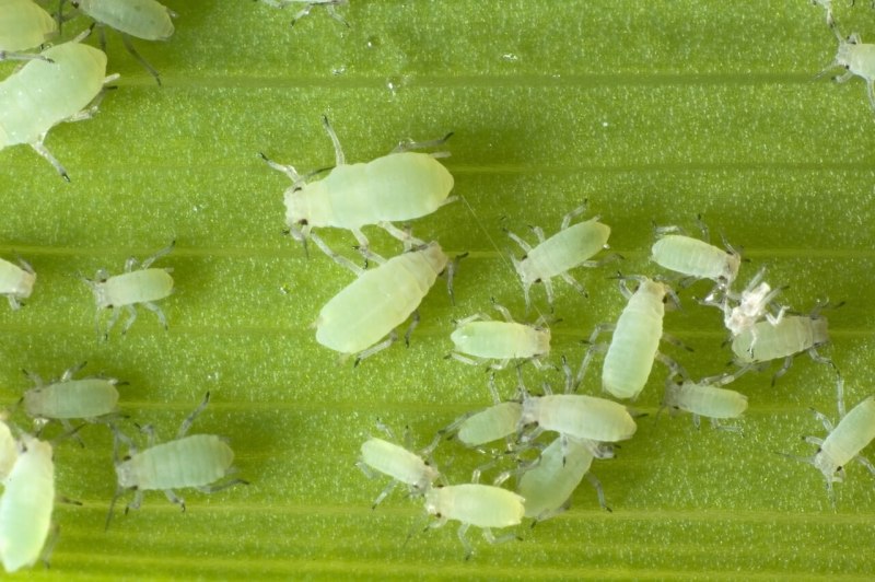 Aphis США