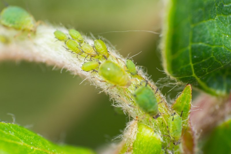 Macrosiphum euphorbiae