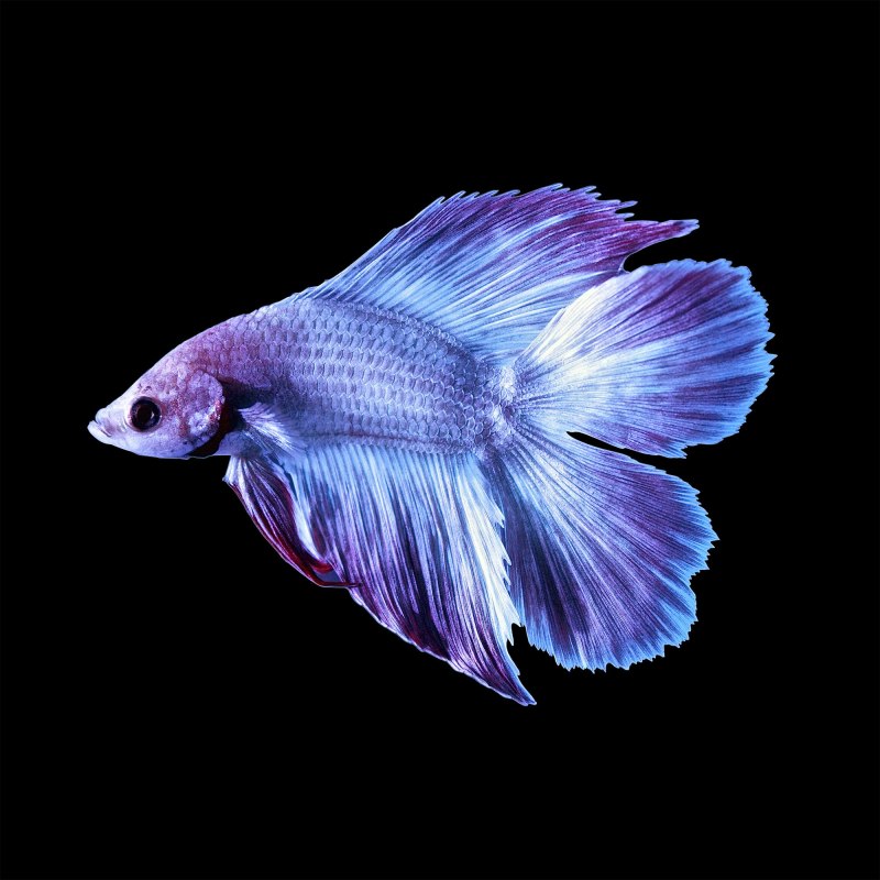 Betta Fish
