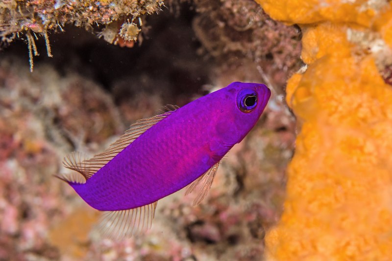 Pseudochromis porphyreus