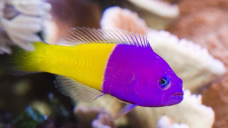 Флагохвостый Betta