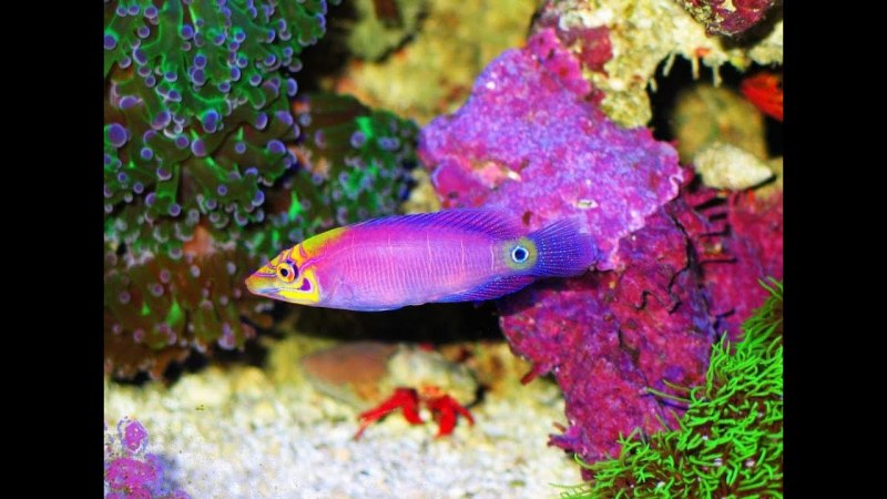 Pseudochromis fridmani