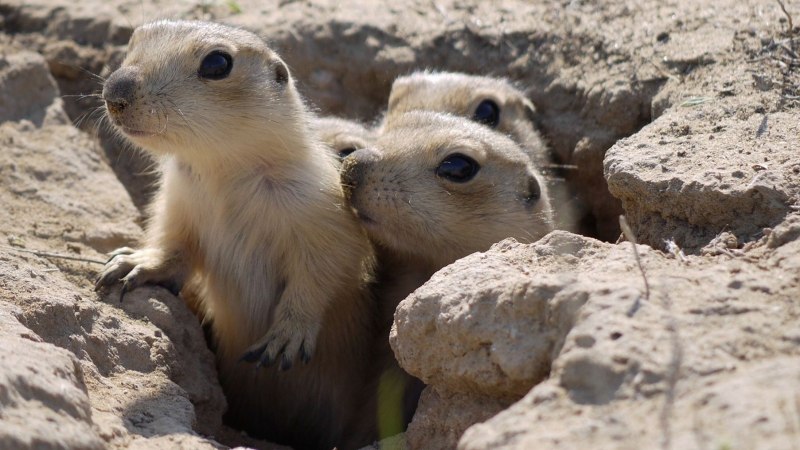 Сурикаты the Meerkats, 2008