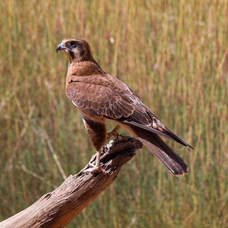 Falco rupicoloides