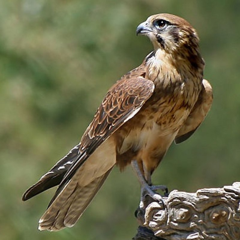 Falco berigora
