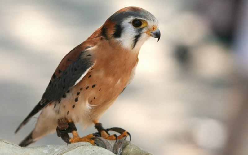 Falco berigora — бурый Сокол