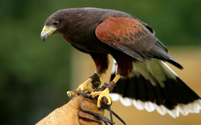 Falco berigora