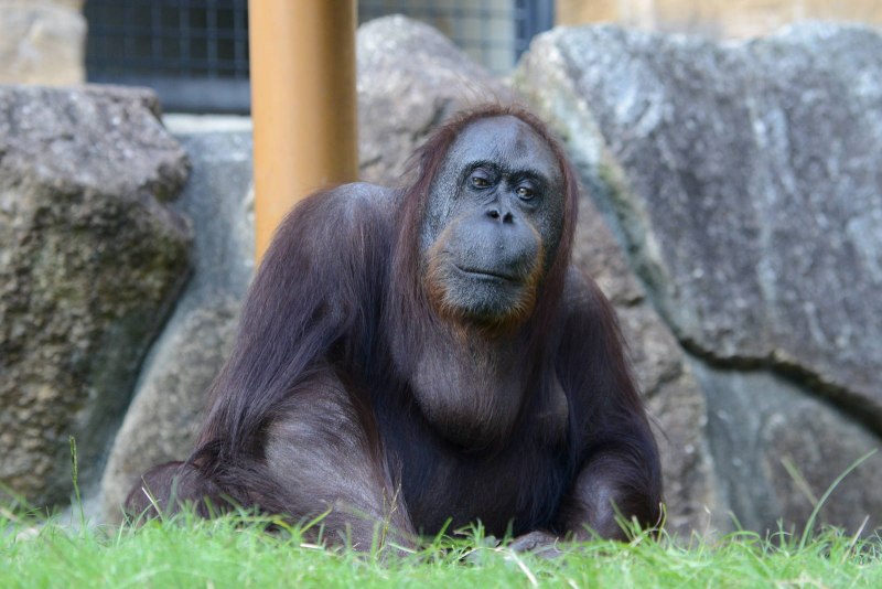 Bornean Orangutan