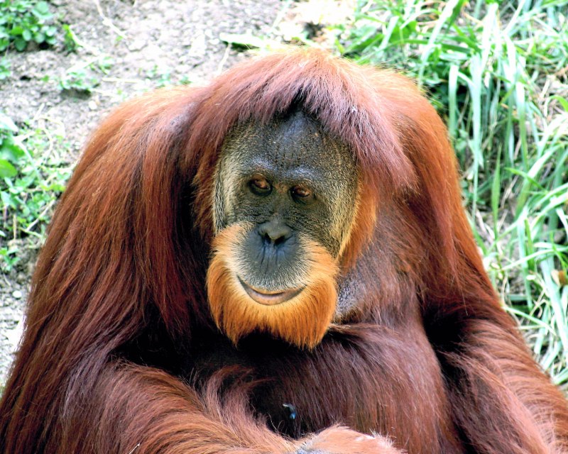 Bornean Orangutan