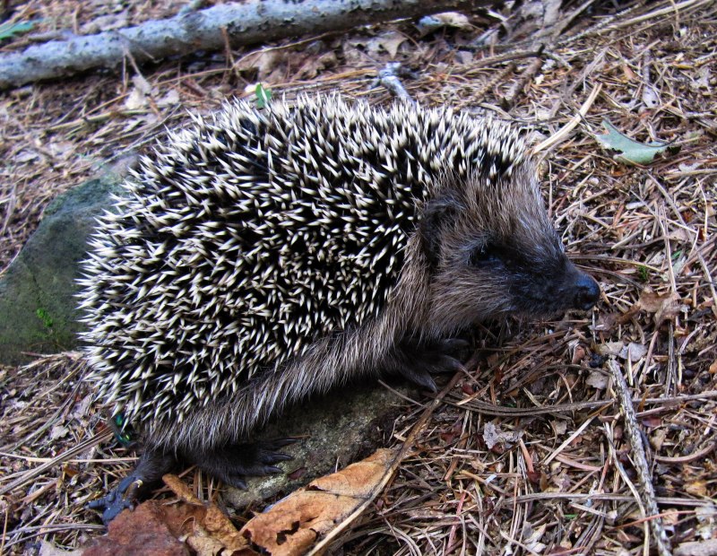 Erinaceus europaeus