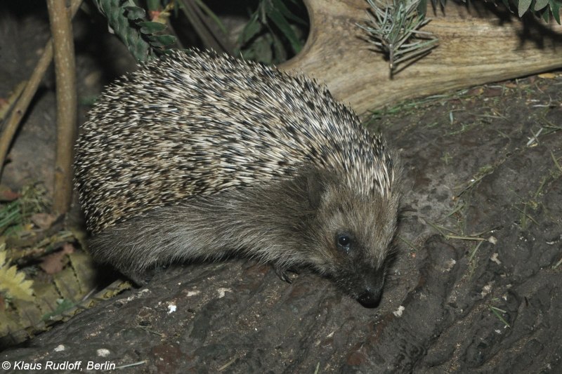 Erinaceus europaeus — обыкновенный ёж