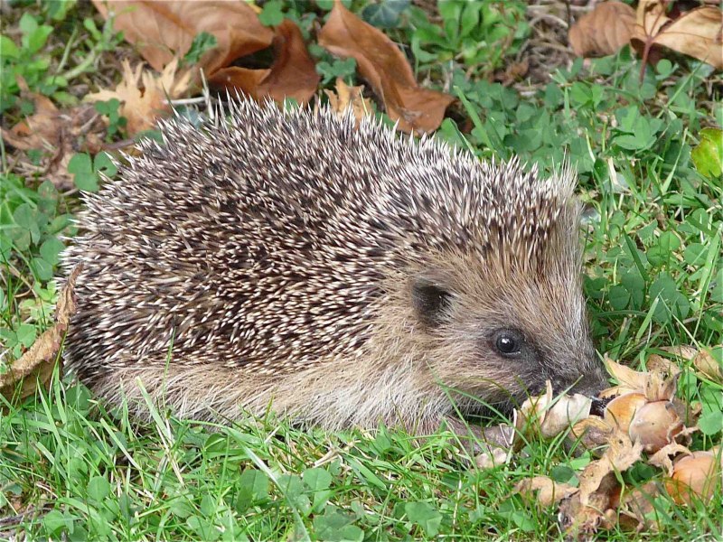 Mesechinus dauuricus