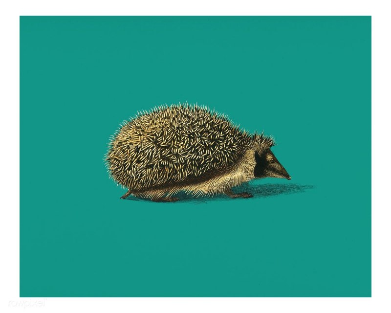 Еж Ушастый Hemiechinus auritus