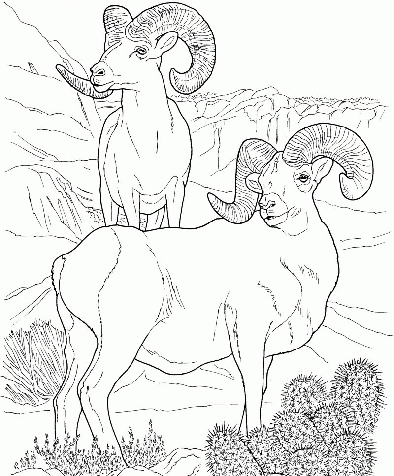 Снежный баран (Ovis canadensis)
