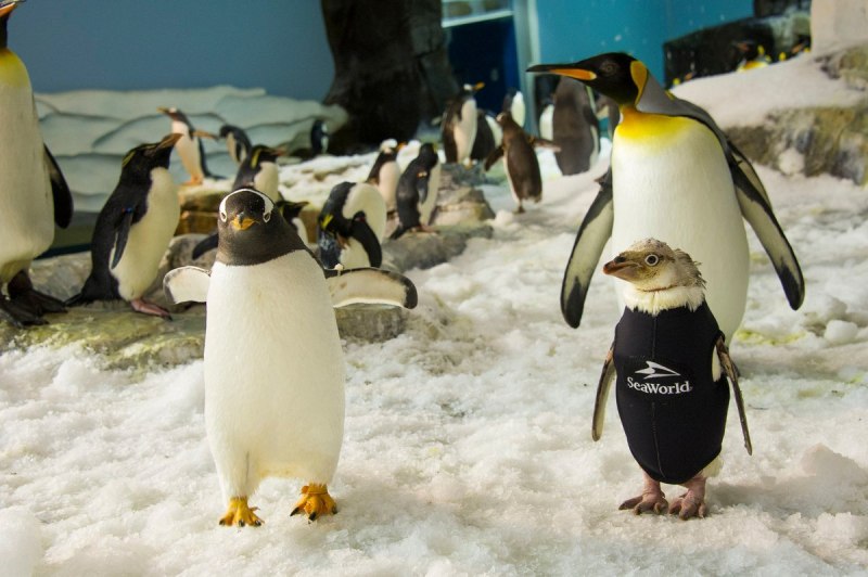 Penguin bald