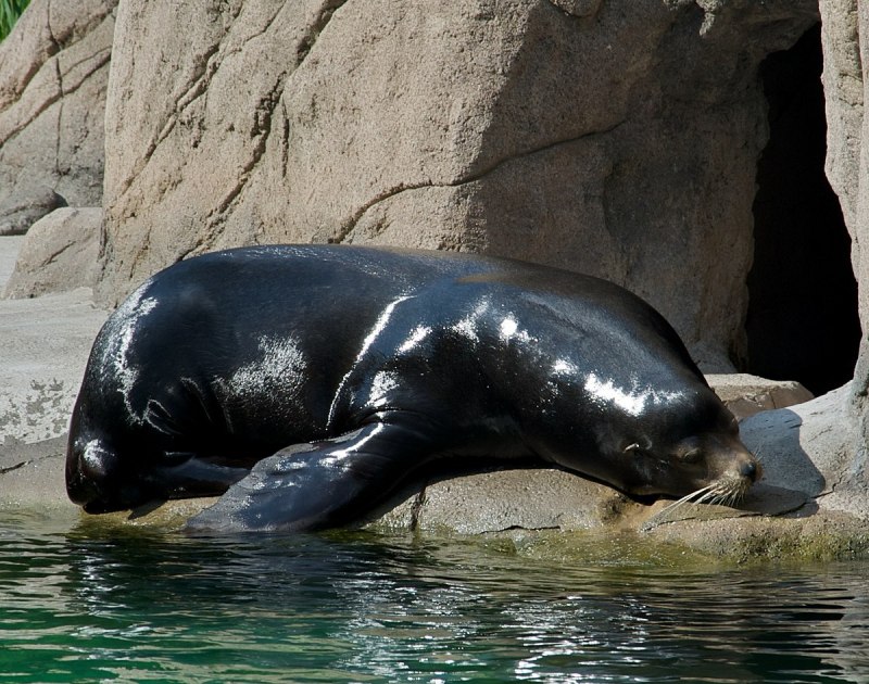 Калифорнийский морской Лев