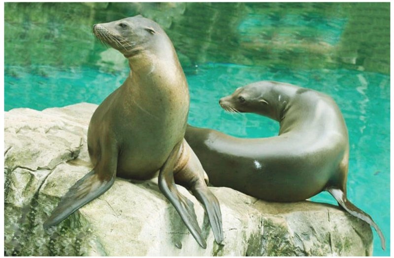 Zalophus californianus