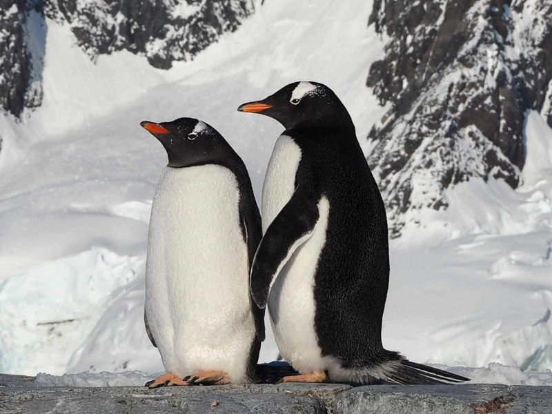 Папуанский пингвин (65 фото)
