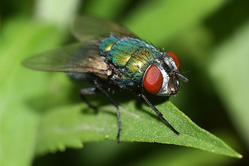 Красная муха (65 фото)