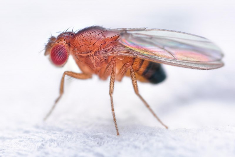 Муха домашняя Musca domestica